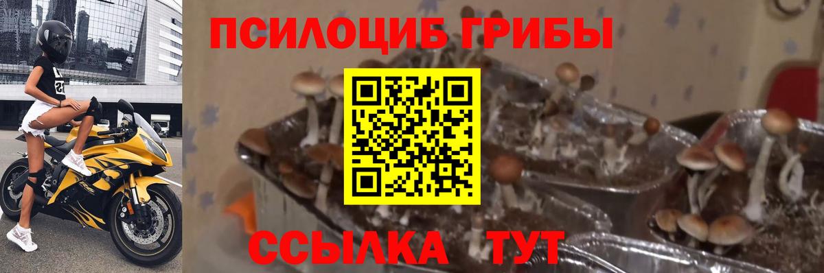 Галлюциногенные грибы Magic Shrooms Кохма